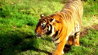 Le zoo du PAL, le plus grand parc d'Auvergne