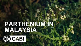 Parthenium in Malaysia