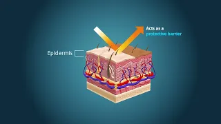 Routes of Chemical Entry - Skin Absorption