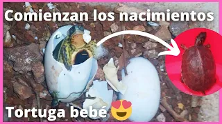 ¡¡Comienzan los nacimientos!! 🐢🥚 | Tortuga bebé naciendo 😍