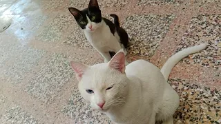 Cats Demanding Human Food