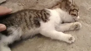 A kitten is dying of hunger and paralyzed by the side of the road！