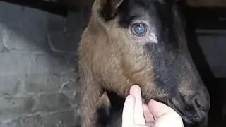 ☀️🐦В ожидании пополнения 🐐🐐🐐