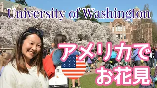 ワシントン大学の桜を満喫！シアトル旅行のおすすめスポット　University of Washington〔#011〕