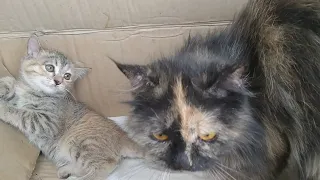 Rescue Feral Kittens Are Sad And Scared Of Their Mother As She Is In Bad Mood