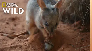 Meet The Bilby of Taronga Zoo | Secrets of the Zoo: Down Under