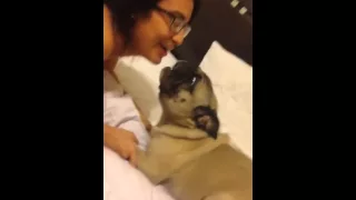 Pug screaming after the owner