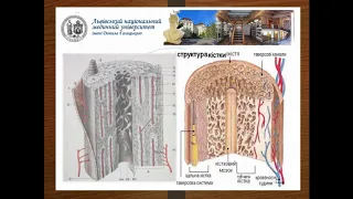 Загальна остеологія