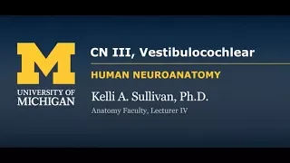 Nervous System: Vestibulocochlear Nerve (CN VIII)