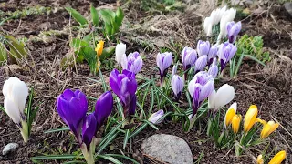 Мои маленькие огородные радости/Весна в Карелии/Огород