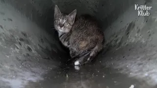 Kitten Lives In The Sewer Pipe That Directly Falls Into Sewage Tank | Kritter Klub