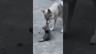#wolfdog mom disciplining her kid