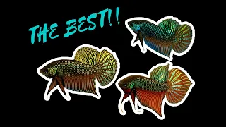 Why wild betta smaragdina are the BEST BETTA