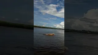 Huge Alligator Charges My Kayak Twice!! #Shorts