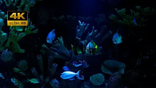 Лучший расслабляющий аквариум 2021 в 4K UHD