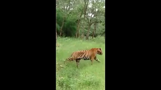 Tatr Maya Matkasur mating disagreement ,tiger fight