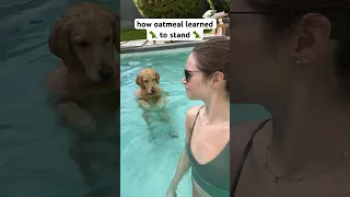 how oatmeal learned to stand up in the pool! #PoolTime #SmartDog #summervibes