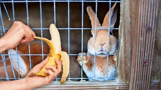 SURPRISING HOMELESS BUNNIES WITH BANANA FOR THE FIRST TIME IN THEIR LIFE *EMOTIONAL*