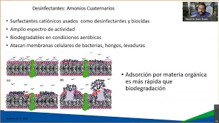 Agrosolution parte III: Fusarium R4T Raza 4 tropical