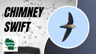 Chimney Swift Roosting! The AMAZING Bird Spectacle You Have to See to Believe