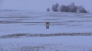 Бешеный Лисовин  атакует охотника  !  Опасный случай на охоте .