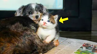 Abandoned Dog Refused To Let The Homeless Kitten Go. What Happened Next Will Melt Your Heart!