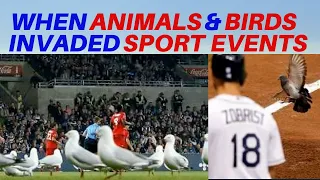 15 MOMENTS WHEN ANIMALS AND BIRDS INVADES SPORTING EVENTS - #12 IS STILL BAFFLING MANY PEOPLE