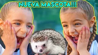 NUEVA MASCOTA!! NOS ENCONTRAMOS UN ERIZO !! ItarteVlogs