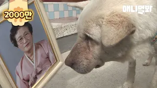 Dog Cries Along The Street Where He Used To Walk With His Grandma