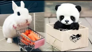 AWW Animals SOO Cute! Cute baby animals Videos Compilation / Cutest moment of the animals #1