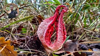 Kvetovec Archerov (Clathrus archeri) devil dring devil's fingers mrežovka kvetovitá hviezdovitá