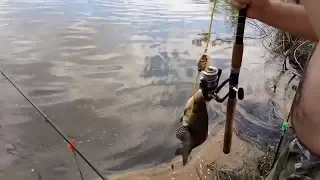 Новая донная снасть тест на водоеме