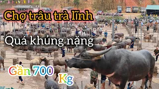 Chợ trâu bò trà lĩnh cao bằng, số lượng cực khủng thống kê lớn nhất miền bắc