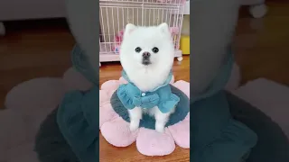 cute and funny pomeranian/doge/cat 😍😍cute pomeranian puppies video N76