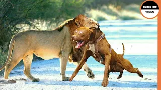 When Dogs Dare to Attack Lions !! Real Fights Between Dogs and Predators