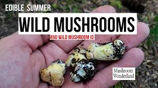 Chanterelle Mushrooms in Summer, and Wild Mushroom foraging