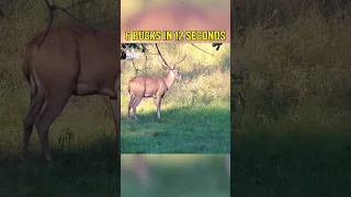 Six Bucks in 12 Seconds!