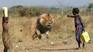 South African Villager Gets EATEN ALIVE By Pride of Lion!