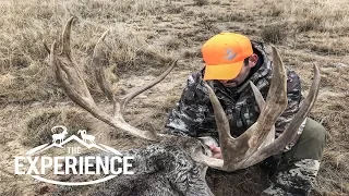 Giant Eastern Plains Mule Deer - "Colorado"