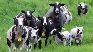 Dutch Farm & Country Life   Landleven in Holland