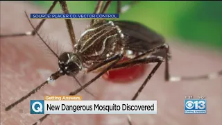 New Dangerous Mosquito Discovered