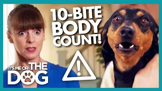 Tiny Dachshund has a Double Digit Bite-Count | It's Me or The Dog