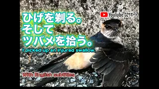 飛べないツバメを拾いました。 ~I picked up an injured flightless swallow.~- HD 720p