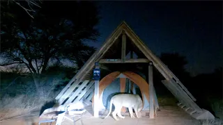 Tourists return home only to find a big cat in their tent