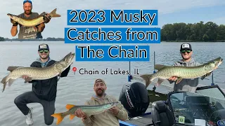 Musky Catches from the year 2023 in the Chain of Lakes