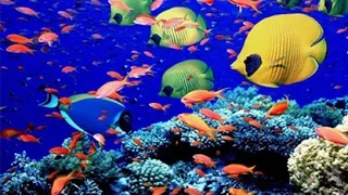 Underwater Animals - Beautiful Fishes In Indian Ocean, Maldives - Snorkeling in Maldives