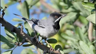 Silvia di Ruppell (Sylvia rueppelli) Rüppell's Warbler