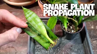 SNAKE PLANT  PROPAGATION ONE YEAR UPDATE |How To Make More Sansevieria For Free!