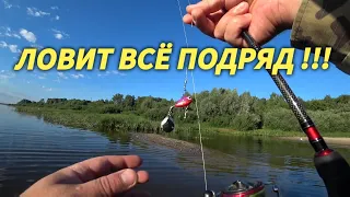 Тейл-Спиннер или Отводной Поводок???РЫБАЛКА НА ОКЕ.ЛОВИТ ВСЁ ПОДРЯД