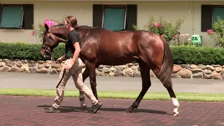 Lot 163: Ocean Park – La Quinta, Colt